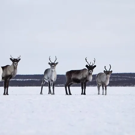 Resort Arctic Land Adventure Glass Igloos Kilpisjärvi