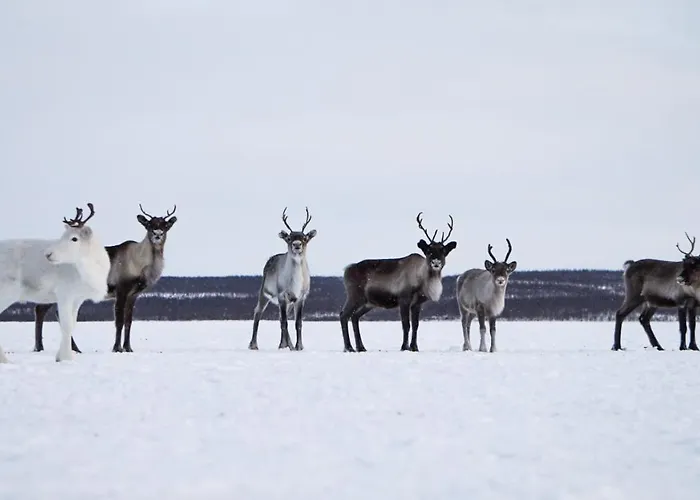 אתר נופש Arctic Land Adventure Glass Igloos קילפיסיארבי